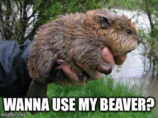 WANNA USE MY BEAVER? | made w/ Imgflip meme maker