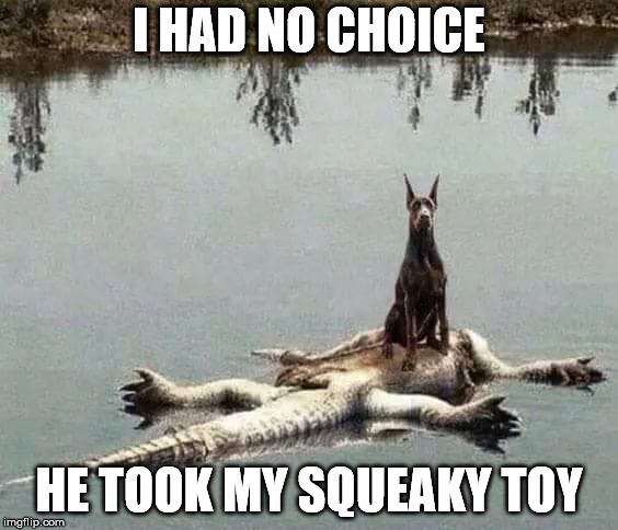 I HAD NO CHOICE; HE TOOK MY SQUEAKY TOY | image tagged in gator,dog | made w/ Imgflip meme maker