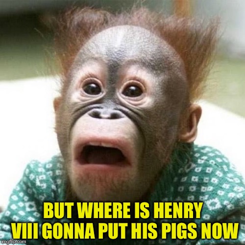Shocked Monkey | BUT WHERE IS HENRY VIII GONNA PUT HIS PIGS NOW | image tagged in shocked monkey | made w/ Imgflip meme maker
