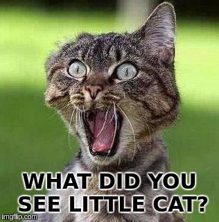 Shocked Cat | WHAT DID YOU SEE LITTLE CAT? | image tagged in shocked cat | made w/ Imgflip meme maker