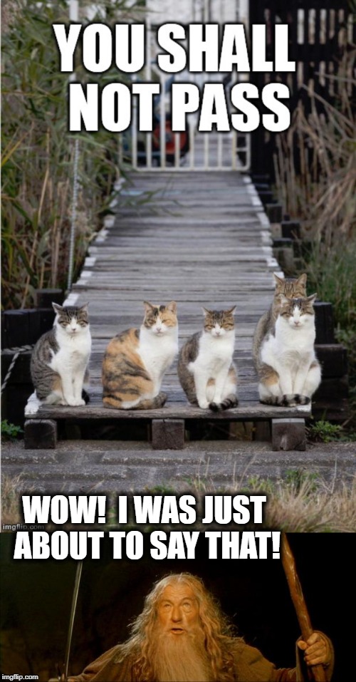 Copy cats! | WOW!  I WAS JUST ABOUT TO SAY THAT! | image tagged in lol,cats,humour,gandalf | made w/ Imgflip meme maker