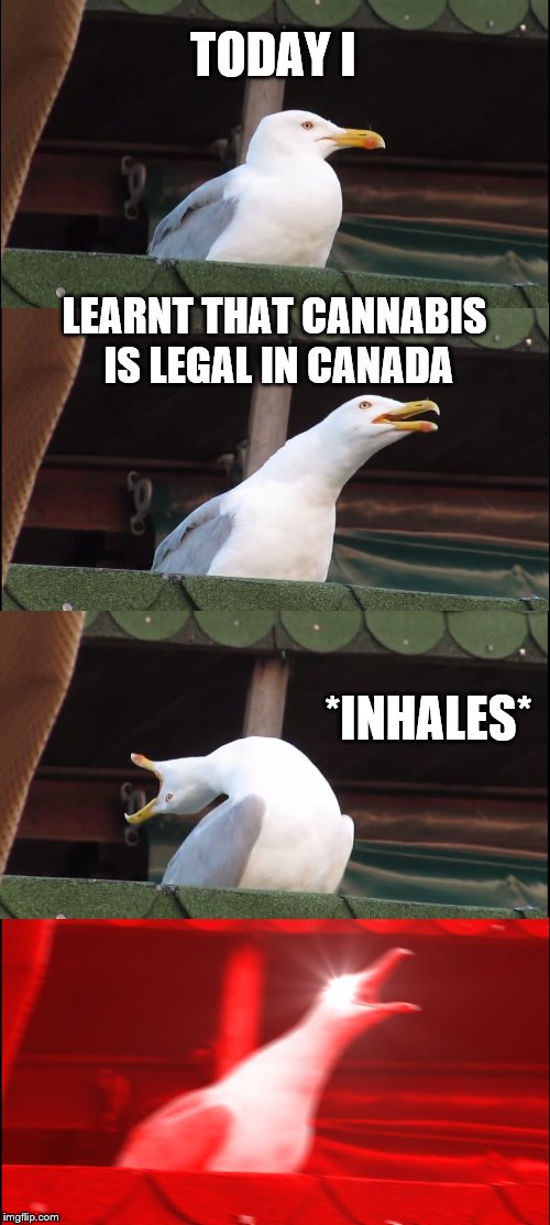 Inhaling Seagull | TODAY I; LEARNT THAT CANNABIS IS LEGAL IN CANADA; *INHALES* | image tagged in memes,inhaling seagull | made w/ Imgflip meme maker