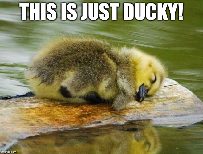 THIS IS JUST DUCKY! | made w/ Imgflip meme maker