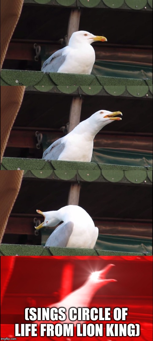 Inhaling Seagull | (SINGS CIRCLE OF LIFE FROM LION KING) | image tagged in memes,inhaling seagull | made w/ Imgflip meme maker