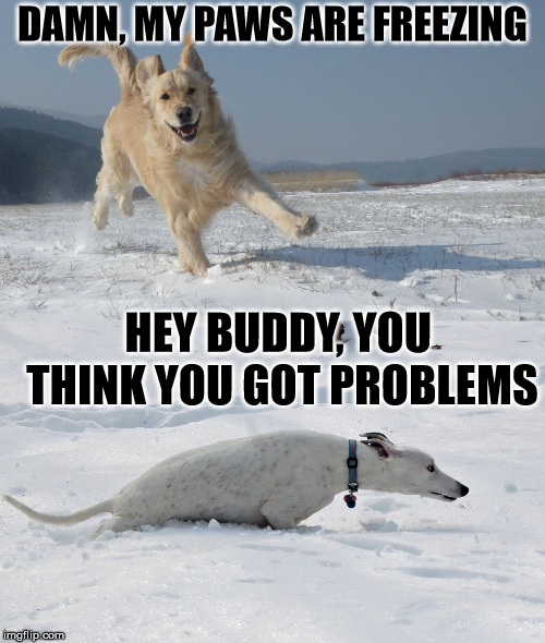 DAMN, MY PAWS ARE FREEZING; HEY BUDDY, YOU THINK YOU GOT PROBLEMS | image tagged in dogs | made w/ Imgflip meme maker