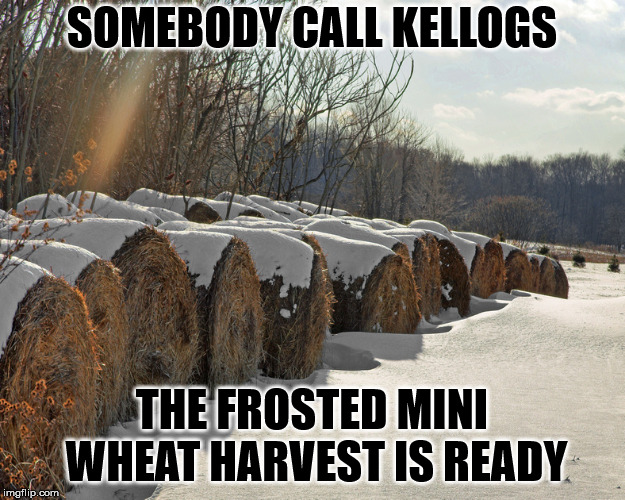SOMEBODY CALL KELLOGS; THE FROSTED MINI WHEAT HARVEST IS READY | image tagged in hay bales | made w/ Imgflip meme maker