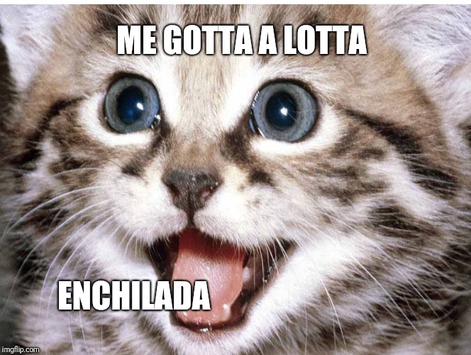 ME GOTTA A LOTTA; ENCHILADA | image tagged in cat meme,memes | made w/ Imgflip meme maker