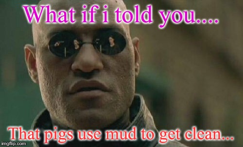 Matrix Morpheus | What if i told you.... That pigs use mud to get clean... | image tagged in memes,matrix morpheus | made w/ Imgflip meme maker