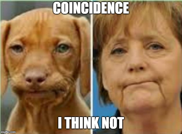 Even the eyes are the same color | COINCIDENCE; I THINK NOT | image tagged in angela merkel,dog,coincidence | made w/ Imgflip meme maker