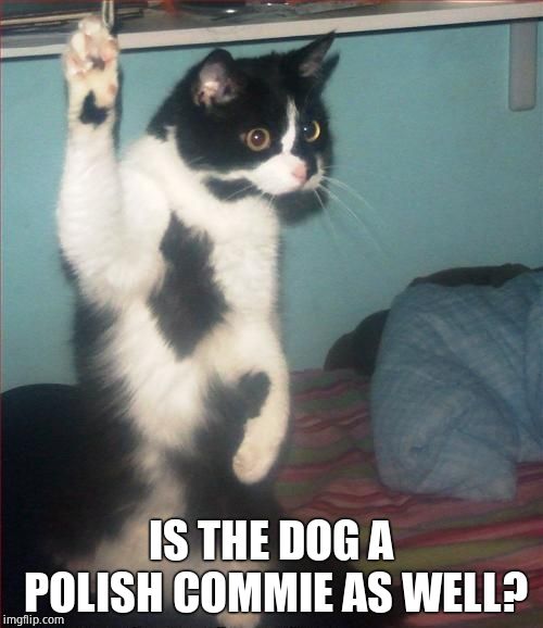 question cat | IS THE DOG A POLISH COMMIE AS WELL? | image tagged in question cat | made w/ Imgflip meme maker