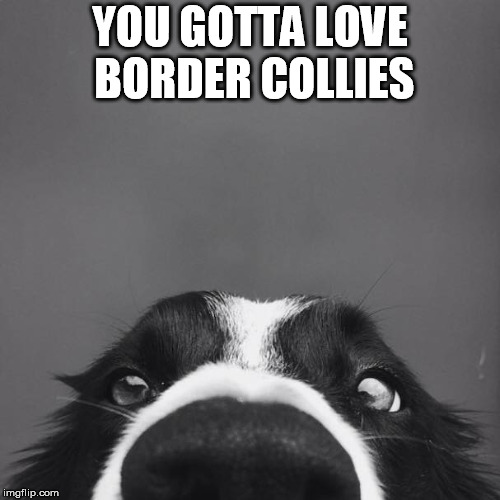 border collie | YOU GOTTA LOVE BORDER COLLIES | image tagged in border collie | made w/ Imgflip meme maker