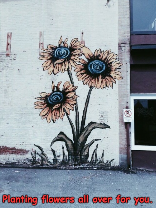 So they are weeds......Steady on not that sort of weed! | Planting flowers all over for you. | made w/ Imgflip meme maker