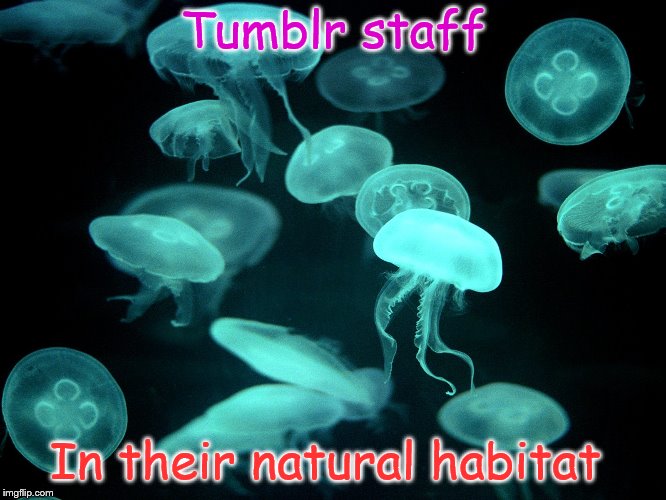 tumblr | Tumblr staff; In their natural habitat | image tagged in memes | made w/ Imgflip meme maker