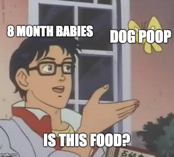 Is This A Pigeon Meme | 8 MONTH BABIES; DOG POOP; IS THIS FOOD? | image tagged in memes,is this a pigeon | made w/ Imgflip meme maker