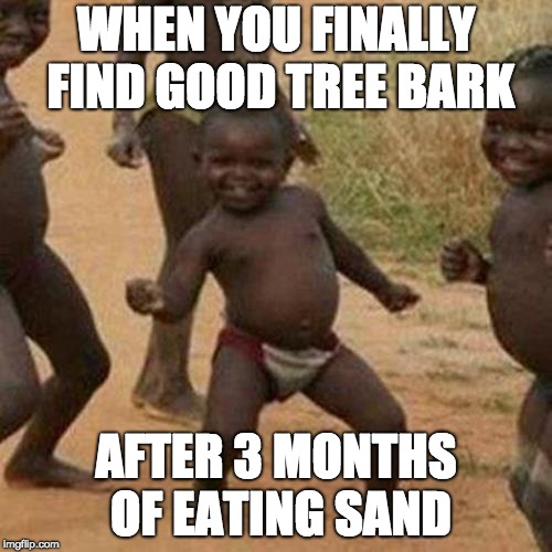 Third World Success Kid Meme | WHEN YOU FINALLY FIND GOOD TREE BARK; AFTER 3 MONTHS OF EATING SAND | image tagged in memes,third world success kid | made w/ Imgflip meme maker
