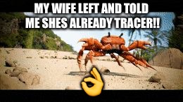 Crab rave gif | MY WIFE LEFT AND TOLD ME SHES ALREADY TRACER!! 👌 | image tagged in crab rave gif | made w/ Imgflip meme maker