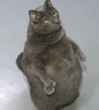 High Quality Fat Cat Potluck Blank Meme Template