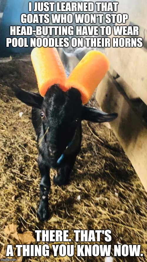 Gotta love a goat | I JUST LEARNED THAT GOATS WHO WON'T STOP HEAD-BUTTING HAVE TO WEAR POOL NOODLES ON THEIR HORNS; THERE. THAT'S A THING YOU KNOW NOW. | image tagged in goats,pool noodles | made w/ Imgflip meme maker