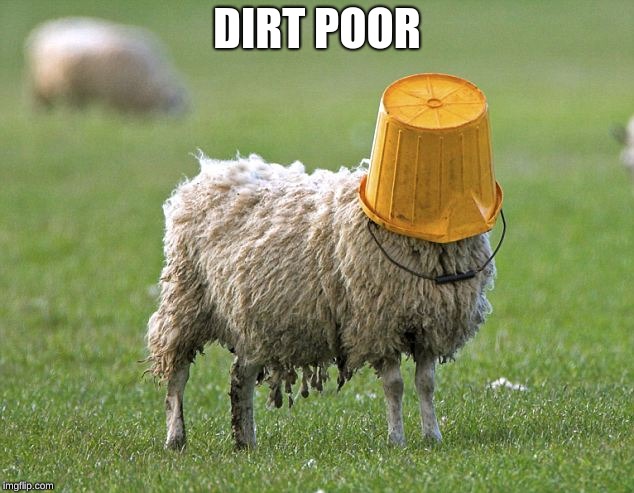 stupid sheep | DIRT POOR | image tagged in stupid sheep | made w/ Imgflip meme maker