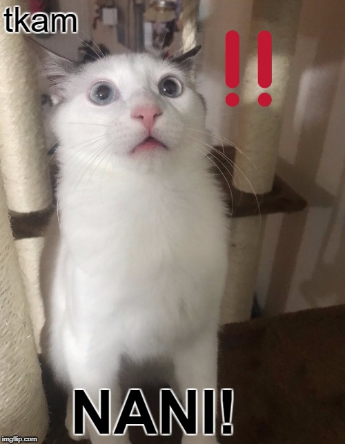 surprised vat | tkam; NANI! | image tagged in cat,memes,animals,anime,funny | made w/ Imgflip meme maker