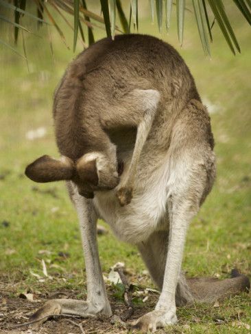 Kangaroo Looking in Pouch Blank Meme Template