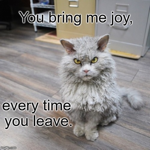 I know when I'm not wanted. | You bring me joy, every time you leave. | image tagged in bad joke cat,grumpy cat,cats,funny memes,animals | made w/ Imgflip meme maker