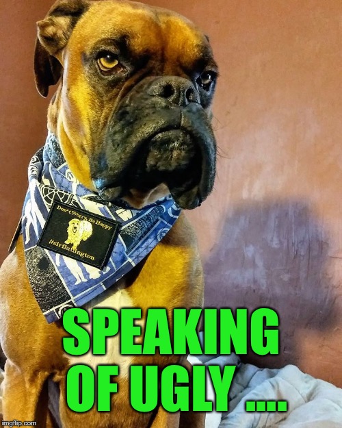 Grumpy Dog | SPEAKING OF UGLY .... | image tagged in grumpy dog | made w/ Imgflip meme maker