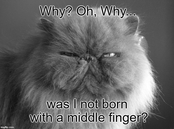 That would suck. I feel for you, cat. I use mine a lot. | Why? Oh, Why... was I not born with a middle finger? | image tagged in mean cat don't care,grumpy cat,cut down,one liner,memes,funny | made w/ Imgflip meme maker