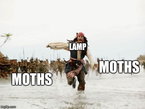 Jack Sparrow Being Chased | LAMP; MOTHS; MOTHS | image tagged in memes,jack sparrow being chased | made w/ Imgflip meme maker