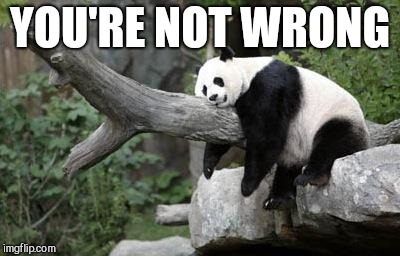 lazy panda | YOU'RE NOT WRONG | image tagged in lazy panda | made w/ Imgflip meme maker