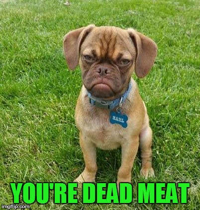 Grumpy Dog | YOU'RE DEAD MEAT | image tagged in grumpy dog | made w/ Imgflip meme maker