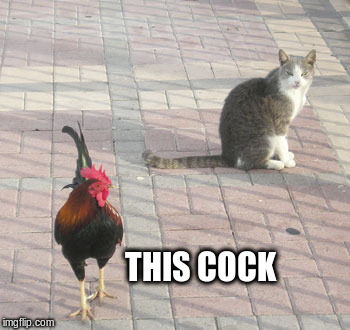 Is afraid of pussy | THIS COCK | image tagged in rooster,cat,cock,pussy | made w/ Imgflip meme maker