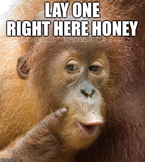 LAY ONE RIGHT HERE HONEY | made w/ Imgflip meme maker