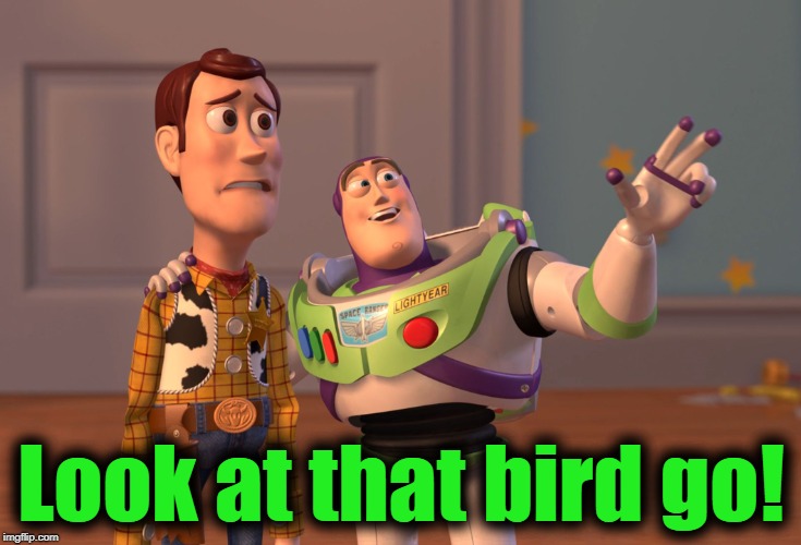 X, X Everywhere Meme | Look at that bird go! | image tagged in memes,x x everywhere | made w/ Imgflip meme maker