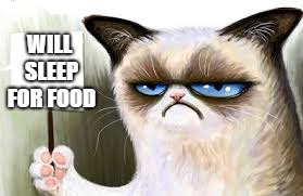 Grumpy Cat sign | WILL SLEEP FOR FOOD | image tagged in grumpy cat sign | made w/ Imgflip meme maker