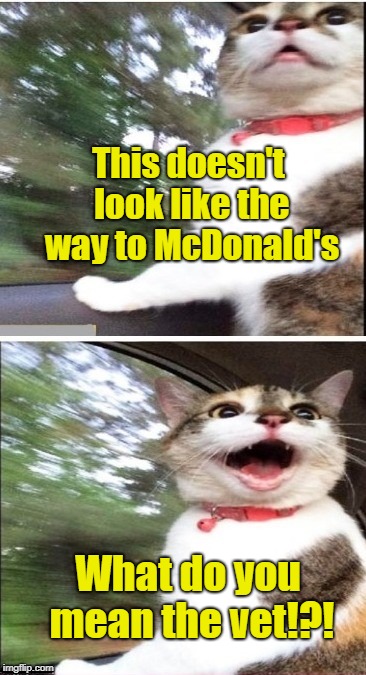 Time for shots | This doesn't look like the way to McDonald's; What do you mean the vet!?! | image tagged in funny memes,cat,cat memes,veterinarian,car ride,mcdonald's | made w/ Imgflip meme maker