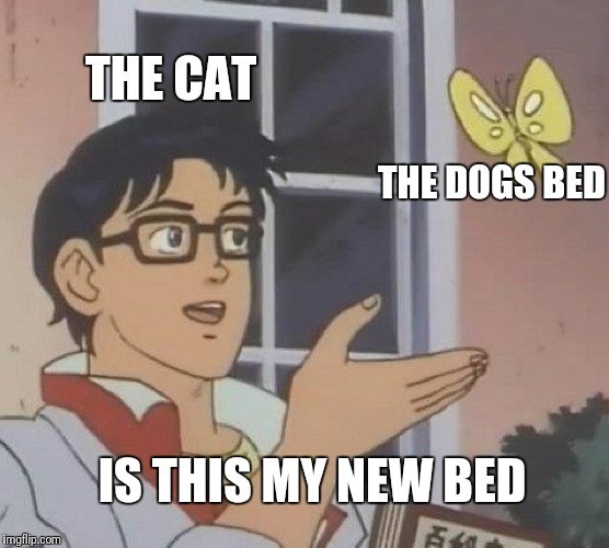 Is This A Pigeon | THE CAT; THE DOGS BED; IS THIS MY NEW BED | image tagged in memes,is this a pigeon | made w/ Imgflip meme maker