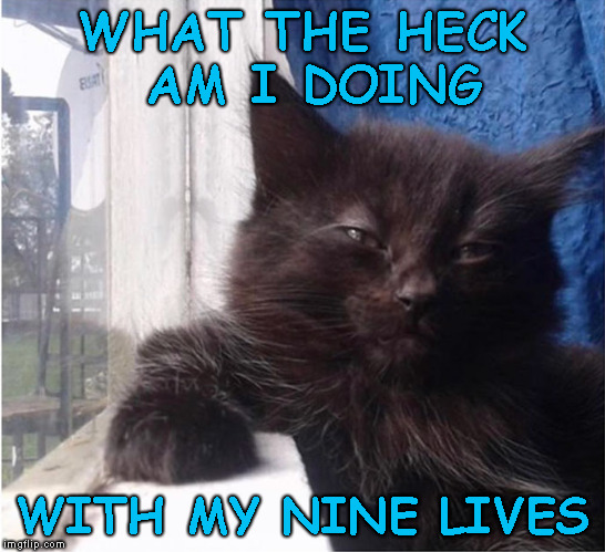 Cat Blues | WHAT THE HECK AM I DOING; WITH MY NINE LIVES | image tagged in memes,cats,blues | made w/ Imgflip meme maker