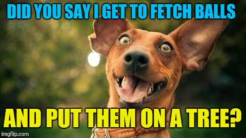 excited dog are you here yet | DID YOU SAY I GET TO FETCH BALLS AND PUT THEM ON A TREE? | image tagged in excited dog are you here yet | made w/ Imgflip meme maker