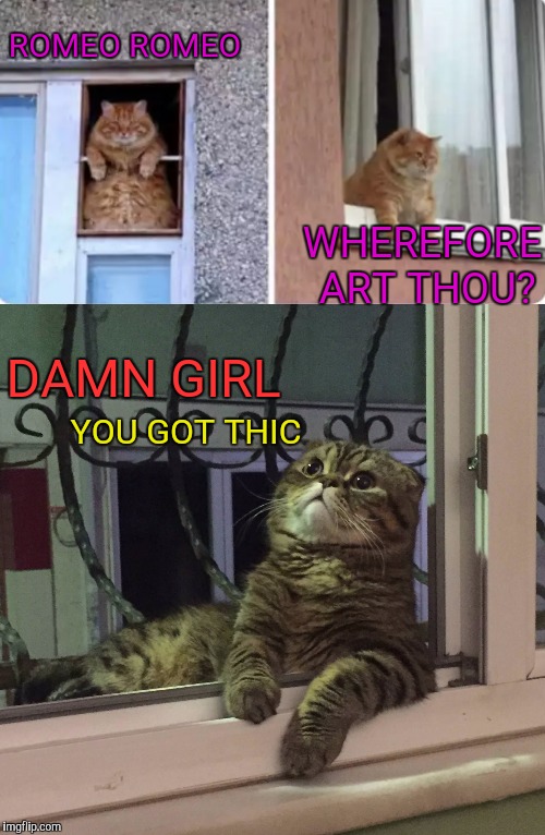 ROMEO ROMEO; WHEREFORE ART THOU? DAMN GIRL; YOU GOT THIC | image tagged in memes,cats,romeo and juliet,thicc,damn girl | made w/ Imgflip meme maker