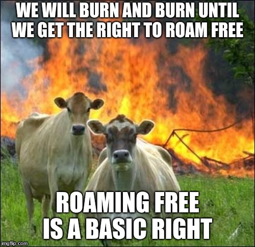 revolution cows | ROAMING FREE IS A BASIC RIGHT | image tagged in revolution,cows | made w/ Imgflip meme maker