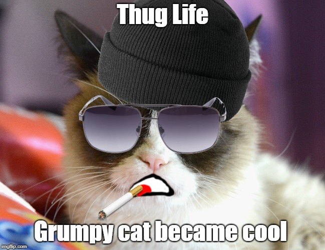 Grumpy Cat Became Cool | Thug Life; Grumpy cat became cool | image tagged in grumpy cat,thug life,grumpy cat became cool,cool,funny,meme | made w/ Imgflip meme maker