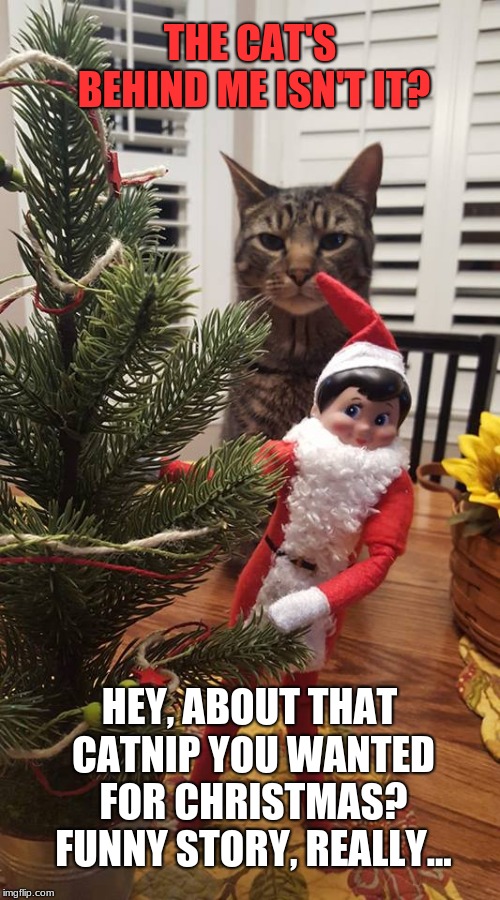 Hope Santa Elf has good health insurance! | THE CAT'S BEHIND ME ISN'T IT? HEY, ABOUT THAT CATNIP YOU WANTED FOR CHRISTMAS? FUNNY STORY, REALLY... | image tagged in elf on a shelf being stalked,memes,christmas presents,i forgot,cats | made w/ Imgflip meme maker