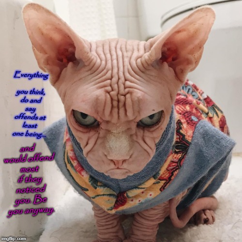 Ugly cat | Everything you think, do and say offends at least one being... and would offend most if they noticed you. Be you anyway. | image tagged in ugly cat | made w/ Imgflip meme maker