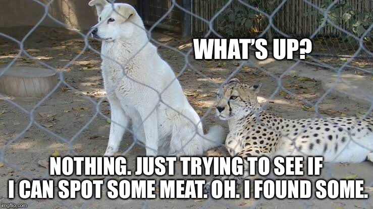 Cheetah the Cheeter | WHAT’S UP? NOTHING. JUST TRYING TO SEE IF I CAN SPOT SOME MEAT.
OH. I FOUND SOME. | image tagged in funny,dogs,cheetah | made w/ Imgflip meme maker