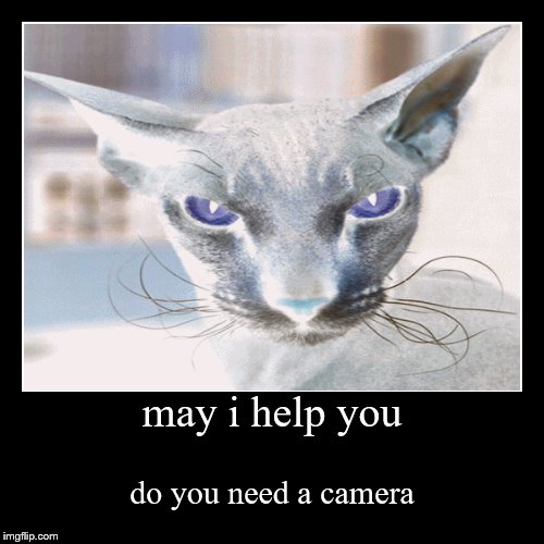may I help you | image tagged in funny,demotivationals,funny memes,funny meme,funny animals,gifs | made w/ Imgflip demotivational maker
