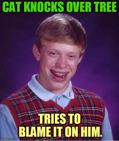 Bad Luck Brian Meme | CAT KNOCKS OVER TREE TRIES TO BLAME IT ON HIM. | image tagged in memes,bad luck brian | made w/ Imgflip meme maker