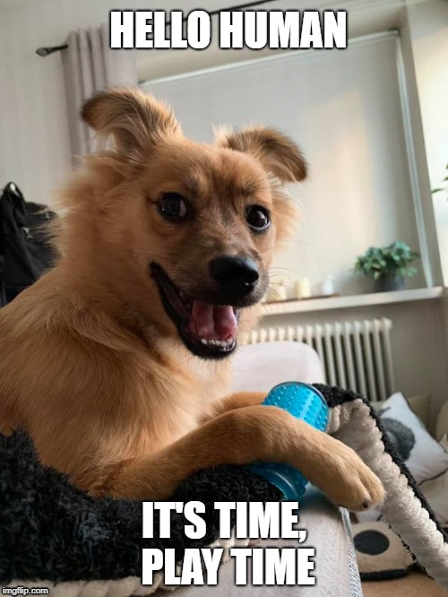 Play time | HELLO HUMAN; IT'S TIME, PLAY TIME | image tagged in doglife,playtime,dog,funny | made w/ Imgflip meme maker