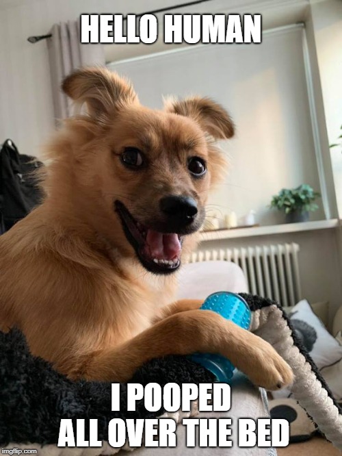 Pooped | HELLO HUMAN; I POOPED ALL OVER THE BED | image tagged in pooped,doglife,dog,funny | made w/ Imgflip meme maker