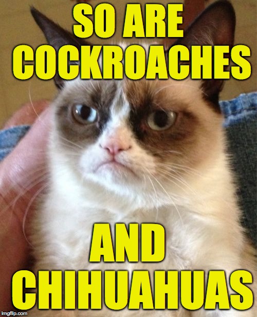 Grumpy Cat Meme | SO ARE COCKROACHES AND CHIHUAHUAS | image tagged in memes,grumpy cat | made w/ Imgflip meme maker